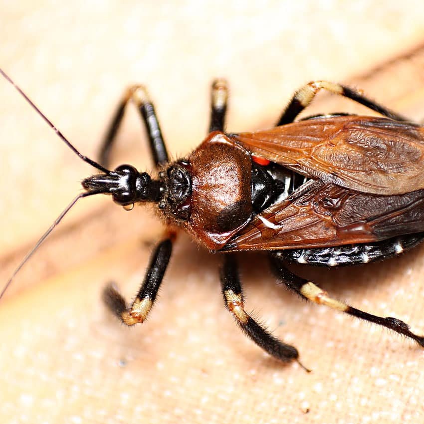 Apiomerus spp.