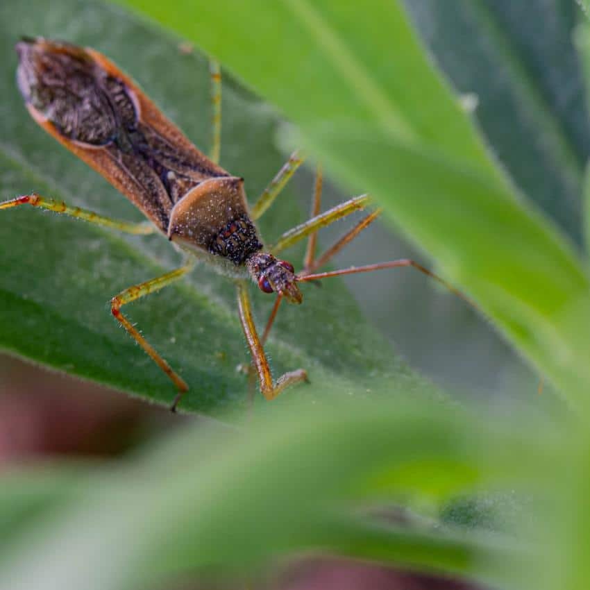 Zelus renardii