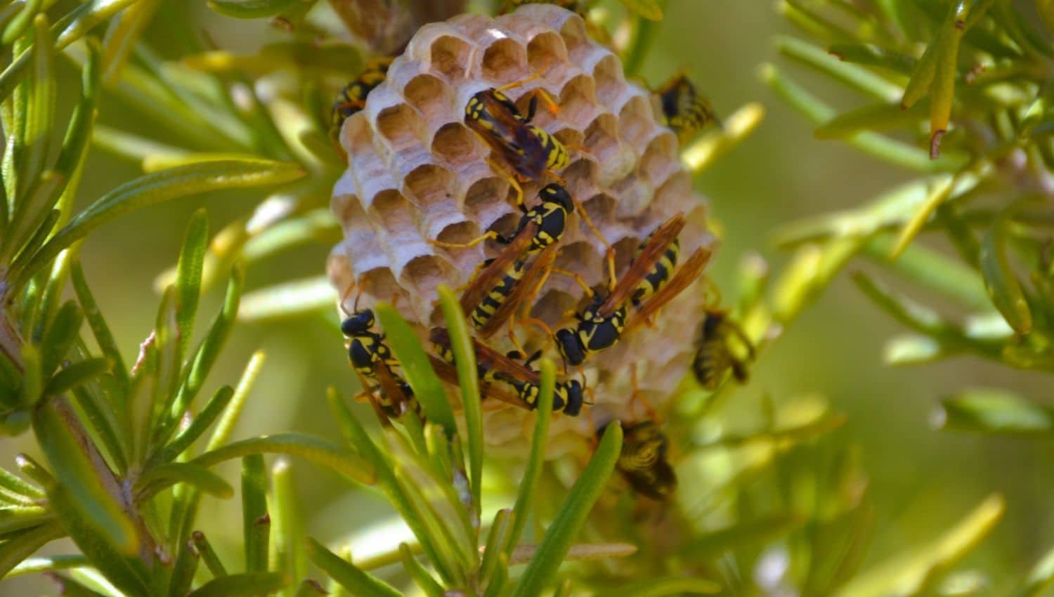Avispa en el jardín