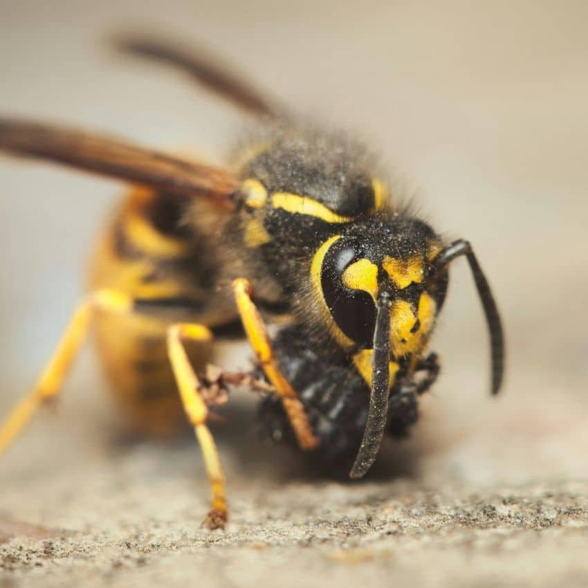 Avispas alimentándose