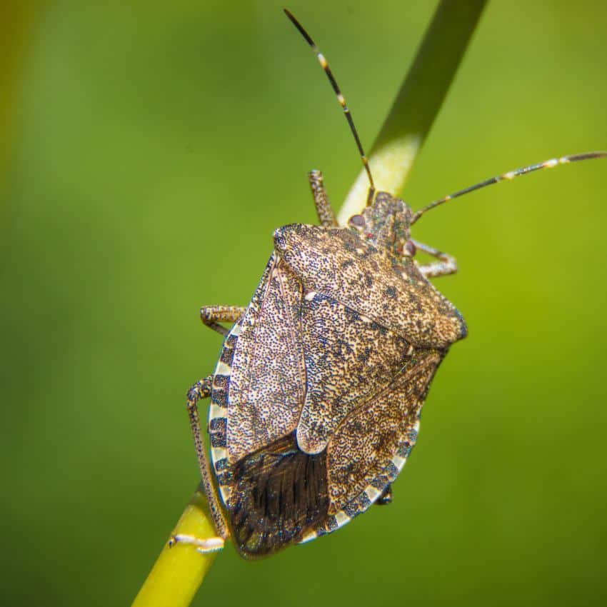Halyomorpha halys