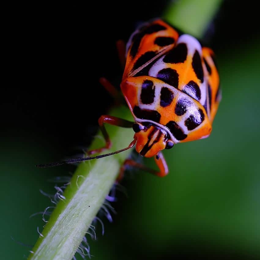 Eurydema oleracea