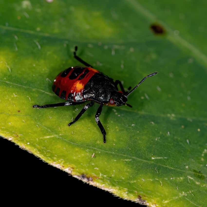Reduviidae