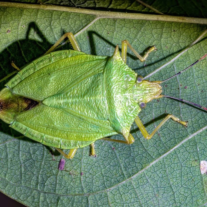 Nezara viridula