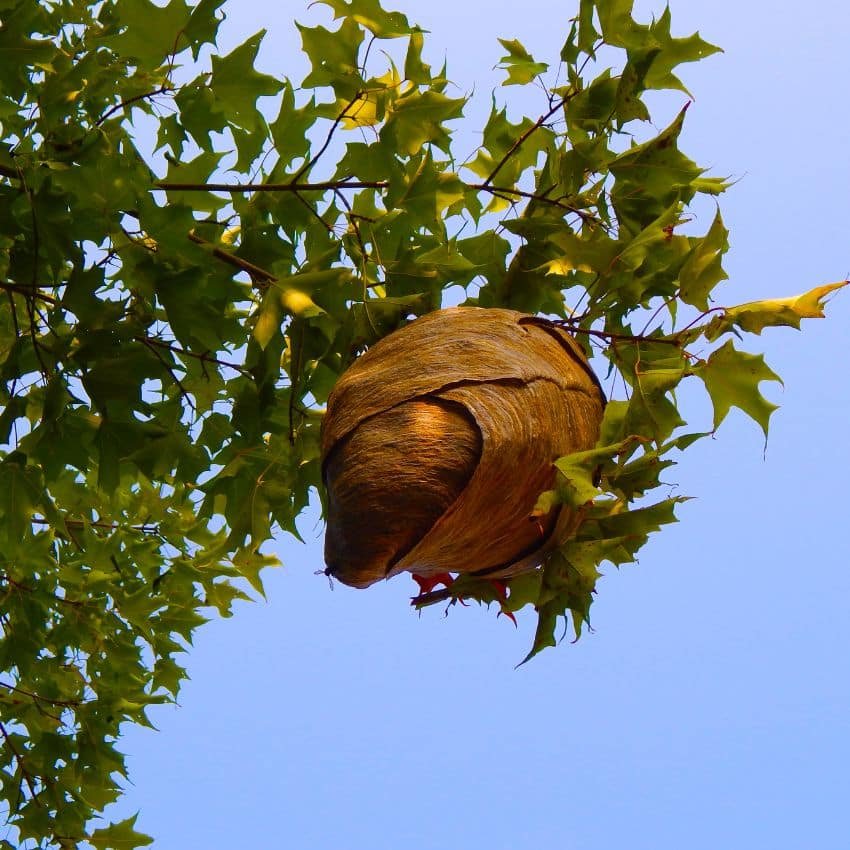 Colmena de avispas en estructura de madera