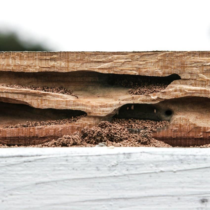 Madera dañada por termitas
