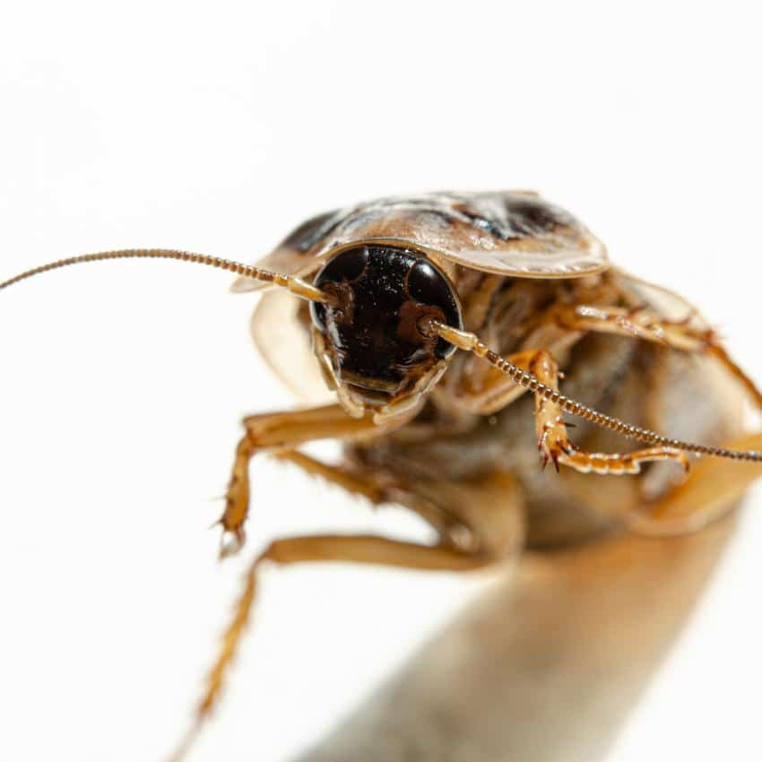 Cucaracha en tela