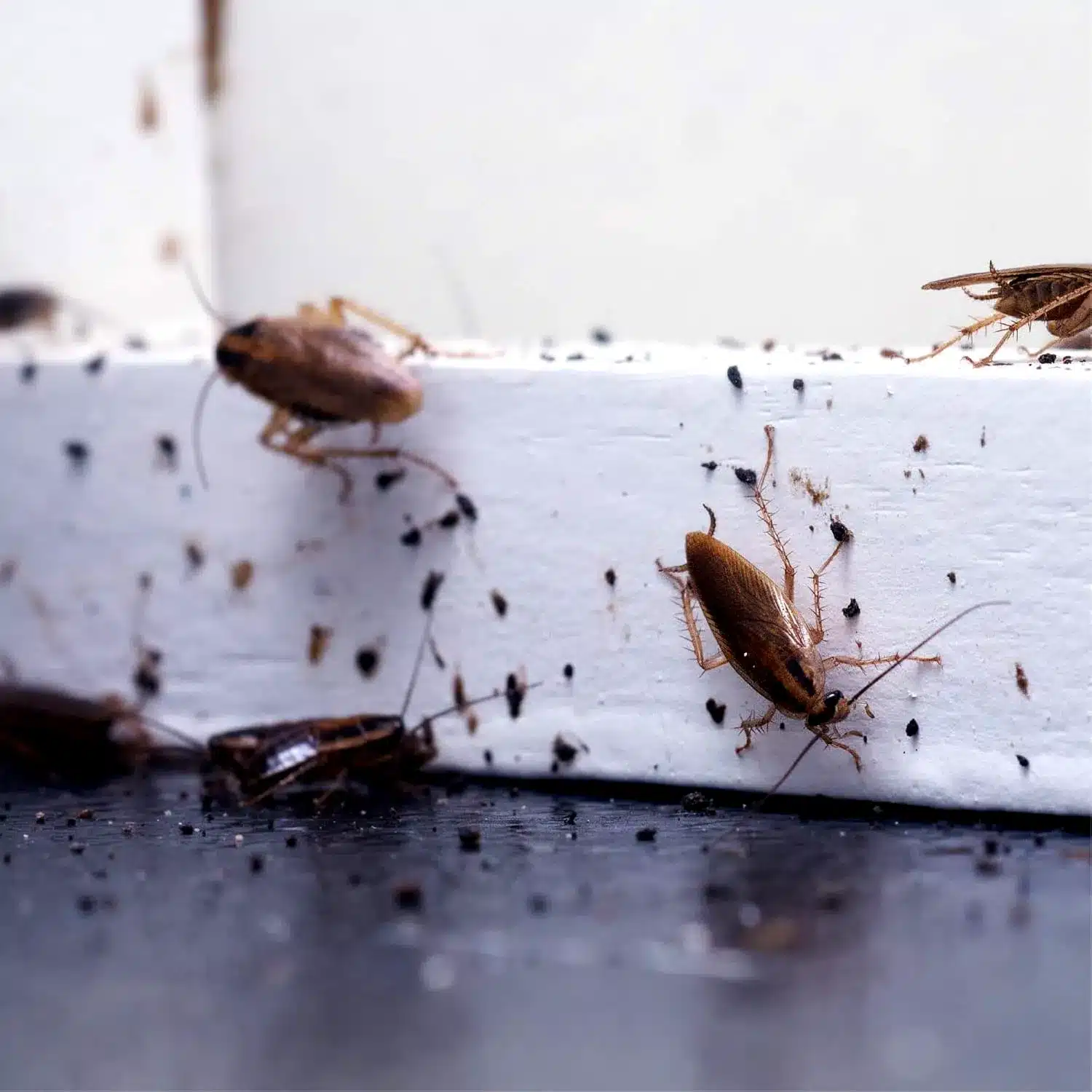 Infestación eliminada